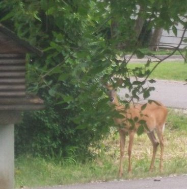 262215_1398358616851_1225941_n